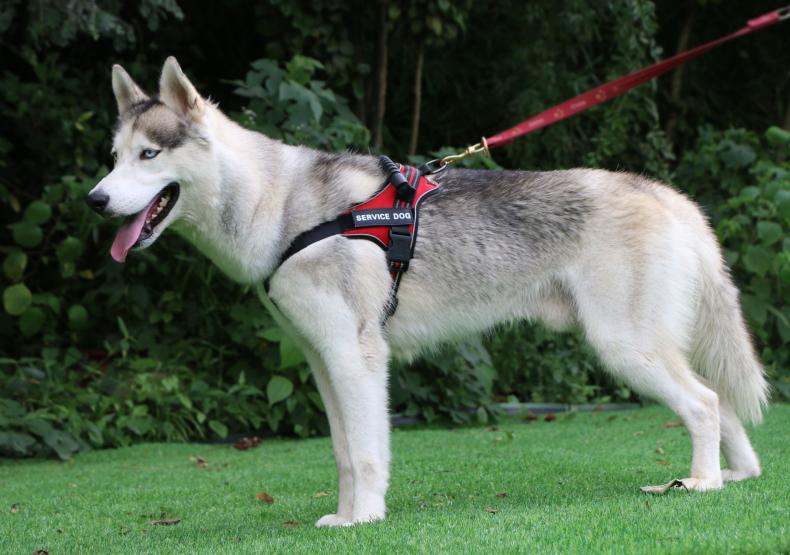 Medium and Large Service Dog Harness with Chest Strap Vest