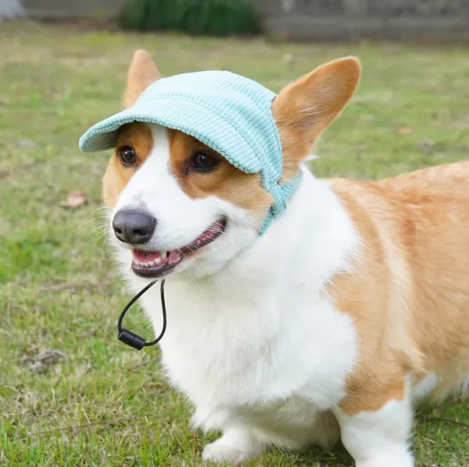 Dog wearing a light blue knitted cap outdoors on grass