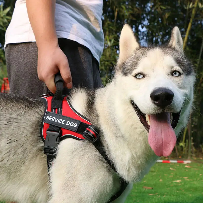 Medium and Large Service Dog Harness with Chest Strap Vest