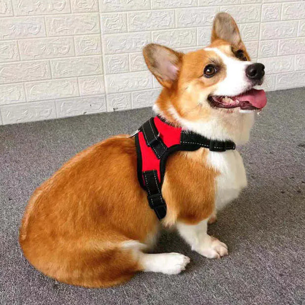 Corgi dog wearing a red harness sitting on a carpeted floor with a white textured wall in the background.