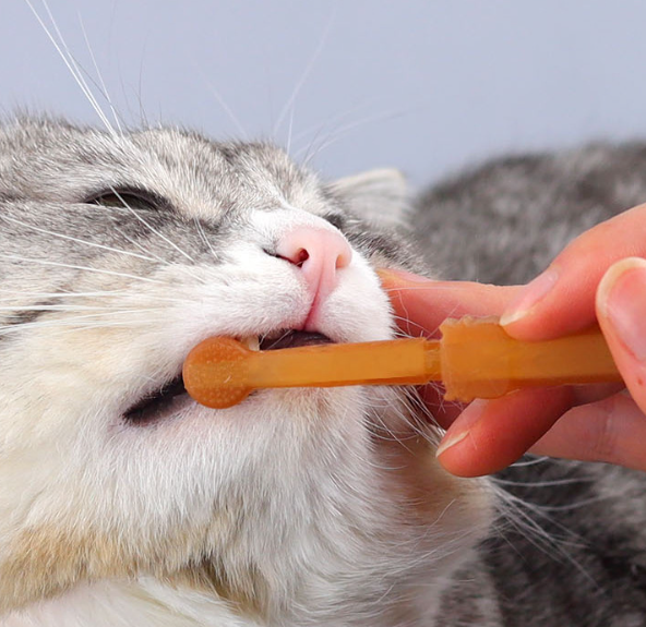 Conjunto de pasta de dente para animais de estimação com escova de silicone para cães e gatos