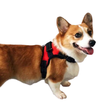 Dog wearing a red and black harness on a white background