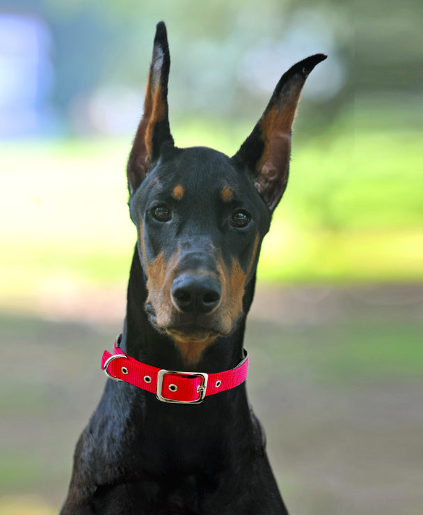 Coleiras para cães médios e grandes para todas as raças