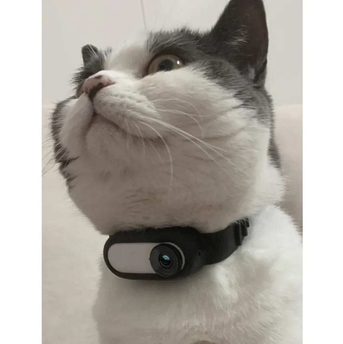 Pet Collar Camera for Cats and Dogs
