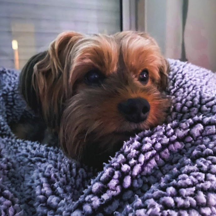 Small dog peeking out from behind a purple textured blanket