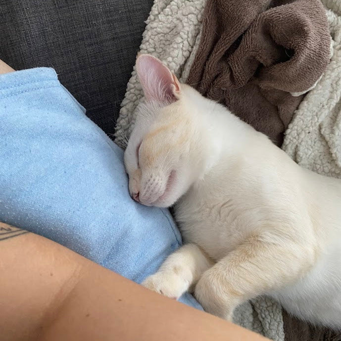 White cat sleeping on a person's lap with a blanket and towel in the background