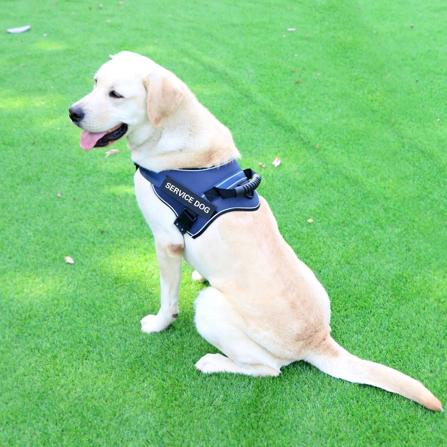 Medium and Large Service Dog Harness with Chest Strap Vest