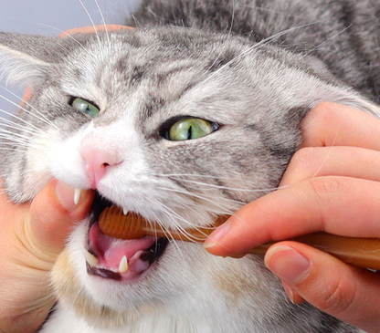 Conjunto de pasta de dente para animais de estimação com escova de silicone para cães e gatos