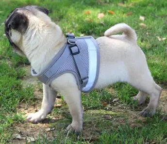 Fluorescent Harness for Small to Medium Dogs (Colour Variants)